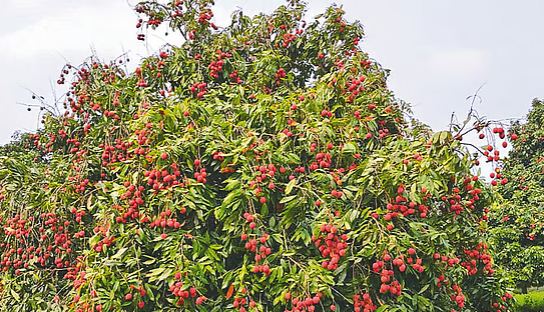 প্রথম সমাচার Prothom Somachar দিনাজপুরের লিচু বাগানে গাছে ঝুলন্ত থোকা থোকা লাল ও গোলাপি লিচু, যা গ্রামবাংলার প্রাকৃতিক সৌন্দর্য তুলে ধরেছে।