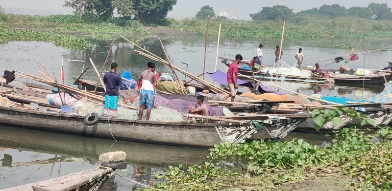 চরাঞ্চল অভিযানহীন: চাঁদপুরের মেঘনা পাড়ে প্রকাশ্যে ইলিশের হাট