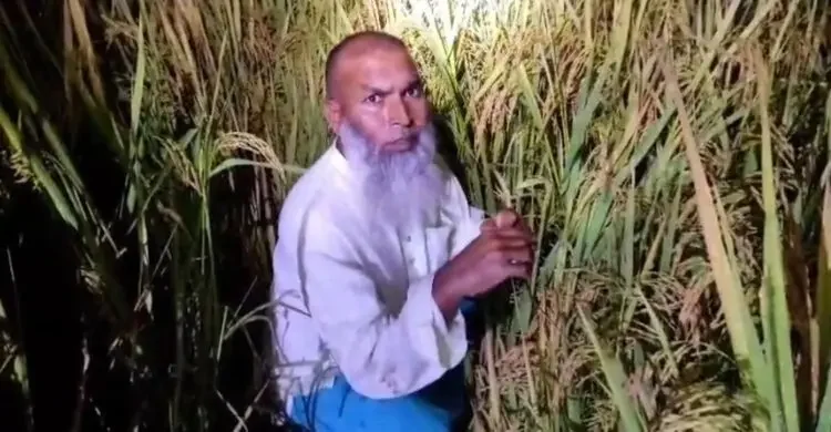 গ্রেফতার এড়াতে ধানক্ষেতে লুকিয়েও শেষ রক্ষা হলো না আ.লীগ নেতা মজনু সরকারের
